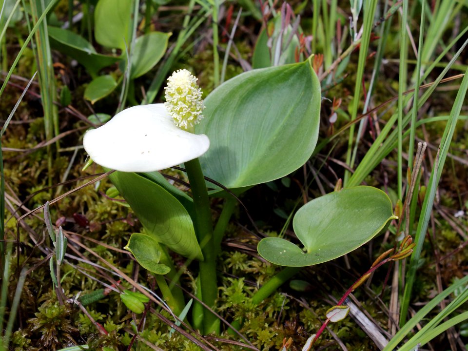 Calla palustris Oulu, Finland 12.06.2013
