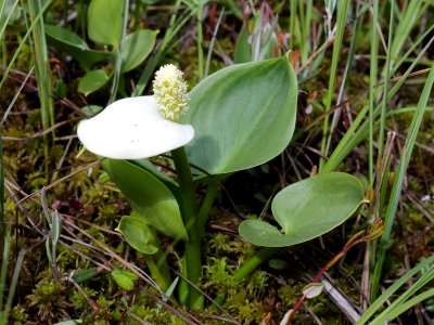 Calla palustris Oulu, Finland 12.06.2013
