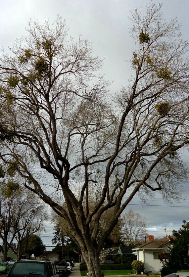California Tree Santa Clara