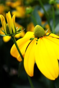 Bloom yellow close up