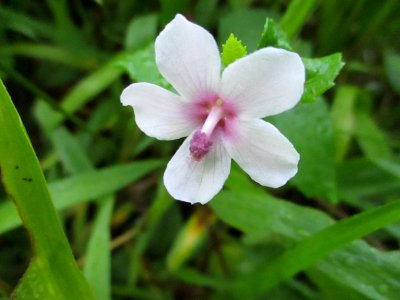 Caesarweed (Urena lobata) flower