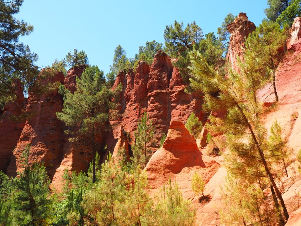 Pine forest pine tourism
