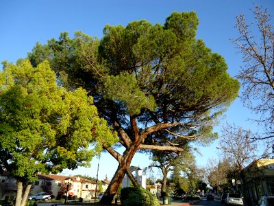 California Tree Scene