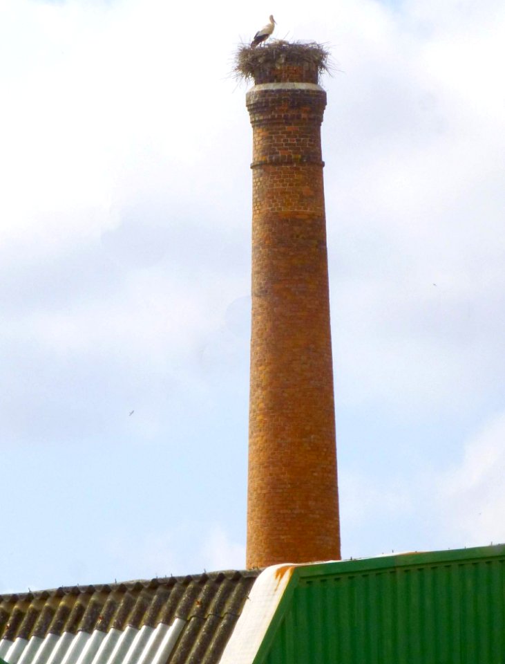 Calahorra - Vieja chimenea con pollada de cigüeña