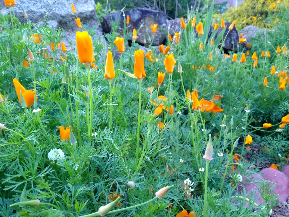 California poppies closed