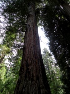 California redwood trees giant tree looking straight up photo