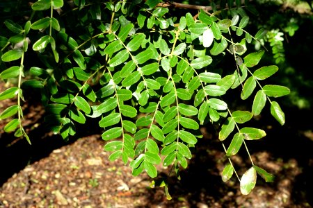 Caesalpinia spinosa - Jardín Botánico de Barcelona - Barcelona, Spain - DSC09326