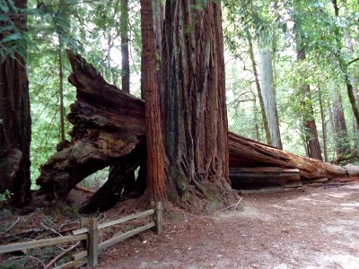 California redwood trees even giant redwood trees come crashing down