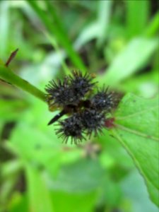 Caesarweed (Urena lobata) fruit 2