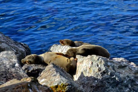 California sea lion (Zalophus californianus) Catalina babies
