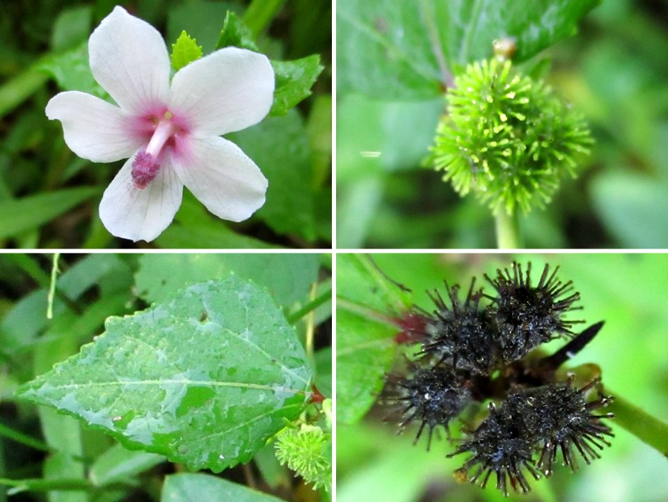 Caesarweed (Urena lobata) composite