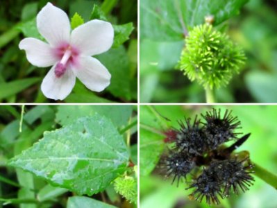 Caesarweed (Urena lobata) composite