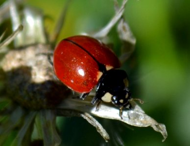 California Ladybug (Coccinella californica) photo