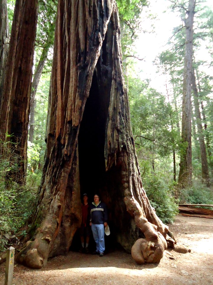 California redwood trees two men inside giant tree photo