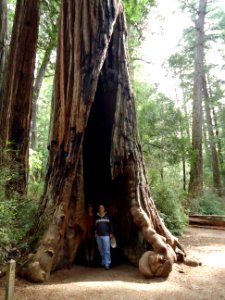 California redwood trees two men inside giant tree