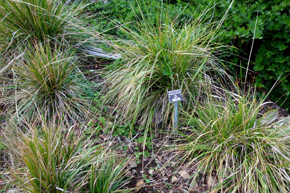 Calamagrostis nutkaensis - Regional Parks Botanic Garden, Berkeley, CA - DSC04511