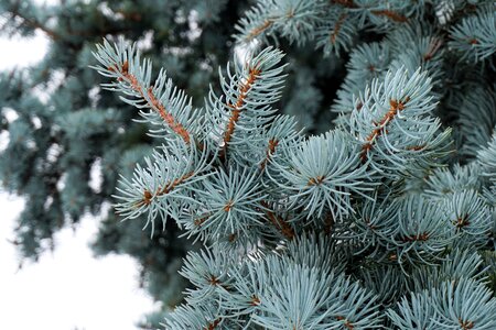 Green fir tree pine needles