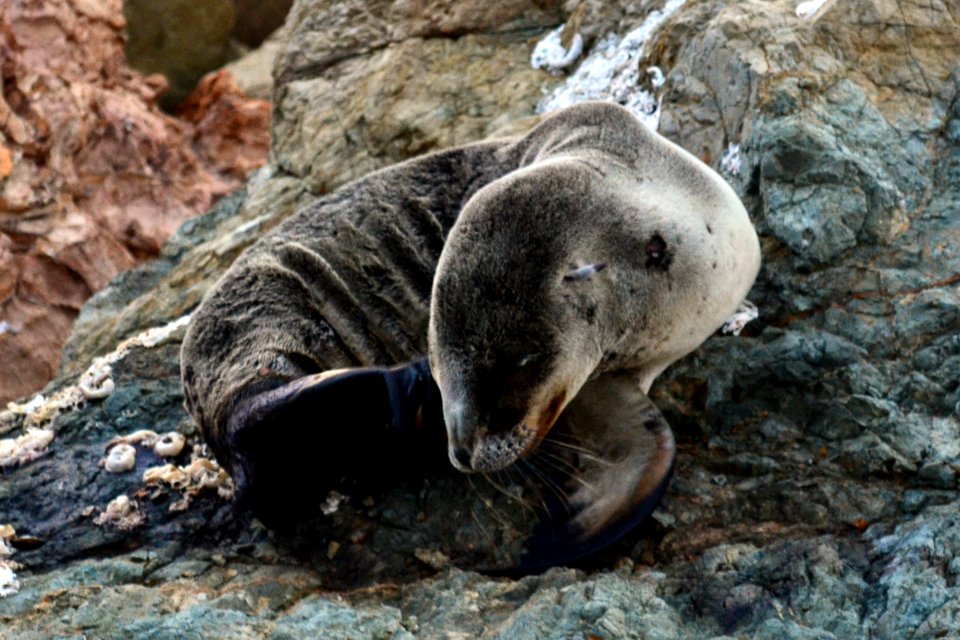 California sea lion (Zalophus californianus) Catalina itchy baby