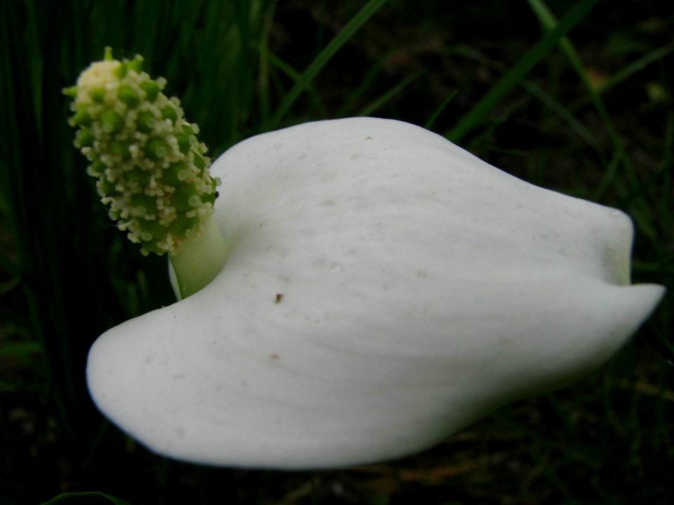 Calla palustris 7871