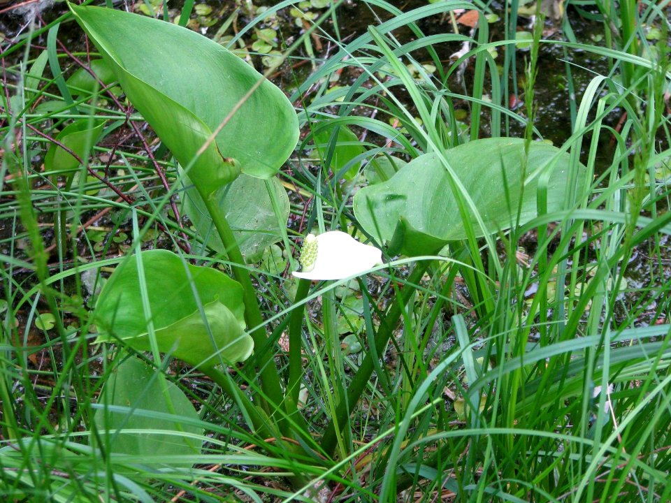 Calla palustris 7863