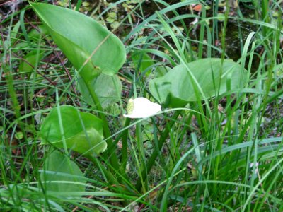 Calla palustris 7863