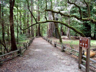 California redwood trees nature trail path photo