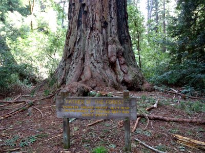 California redwood trees giant tree named Father of the Forest photo