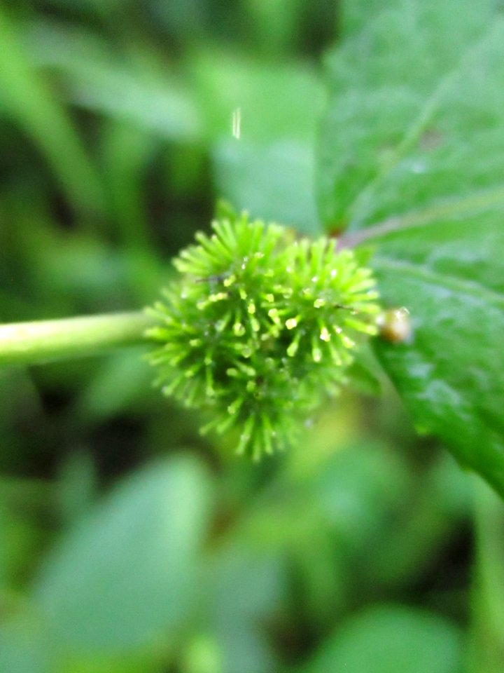 Caesarweed (Urena lobata) fruit 1