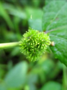 Caesarweed (Urena lobata) fruit 1
