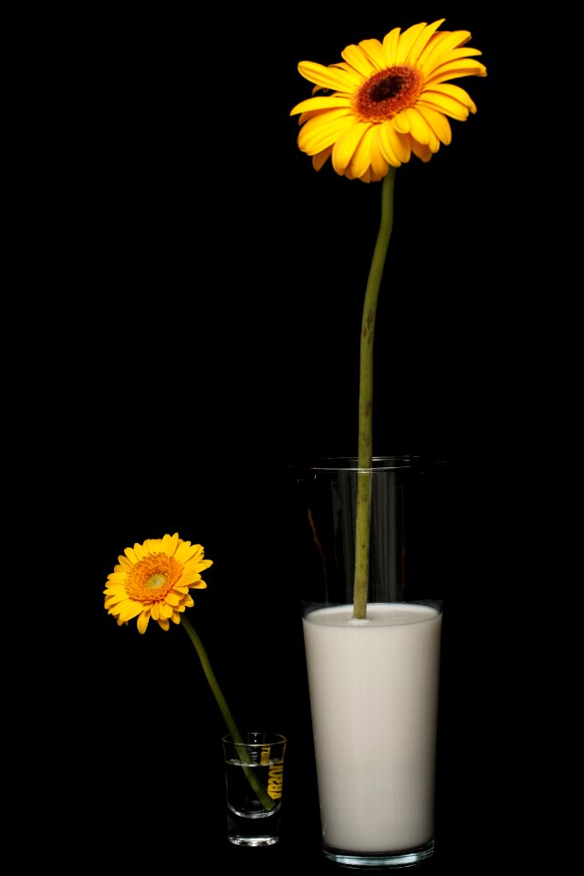 Spring macro studio