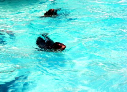 California sea lion Tierpark Hellabrunn