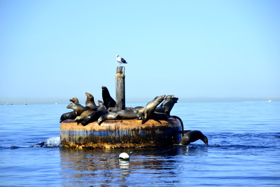California sea lion (Zalophus californianus) Catalina pushed off 2