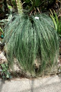 Calibanus hookeri - Krohn Conservatory - DSC03550