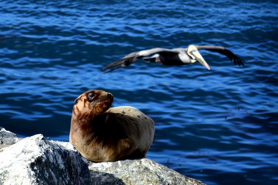 California sea lion (Zalophus californianus) Catalina and pelican