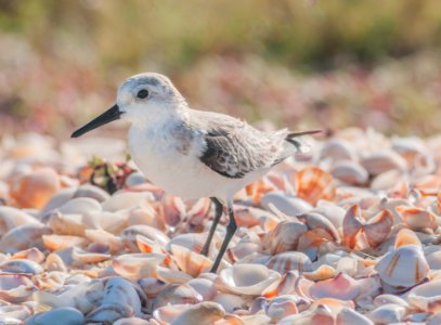 Calidris alba on Margarita island 2