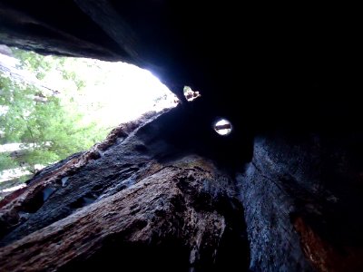 California redwood trees inside a giant redwood looking up at holes photo