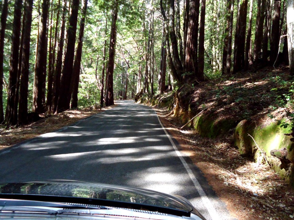 California redwood trees view from car