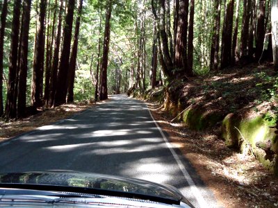 California redwood trees view from car photo