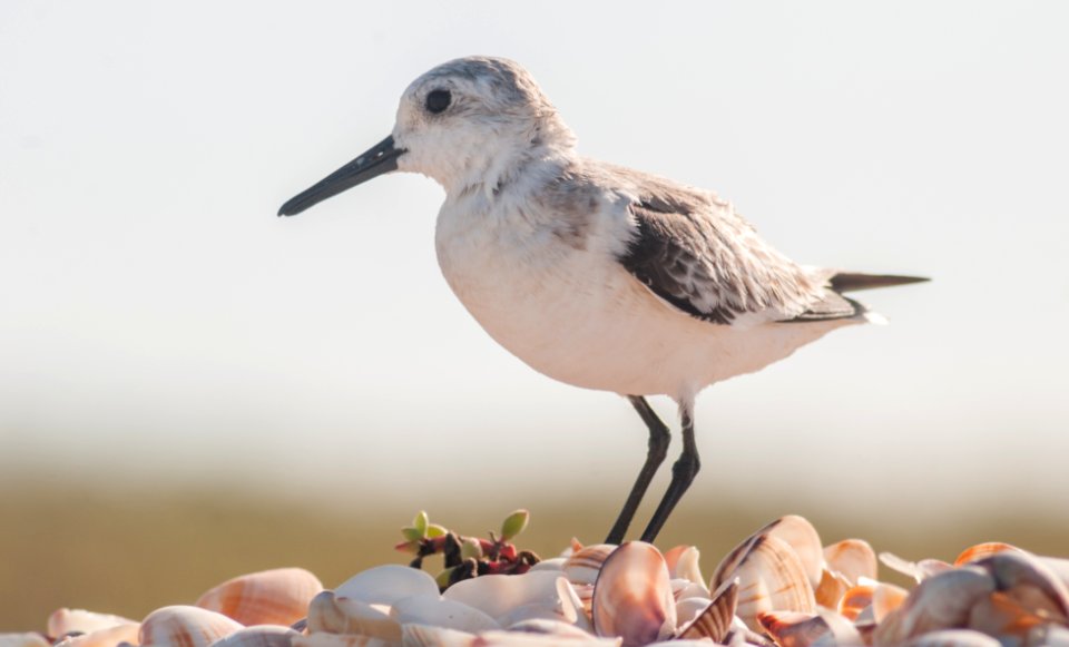 Calidris alba on Margarita island 6