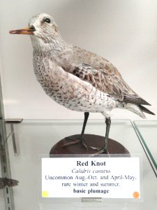 Calidris canutus - Pacific Grove Museum of Natural History - DSC06738