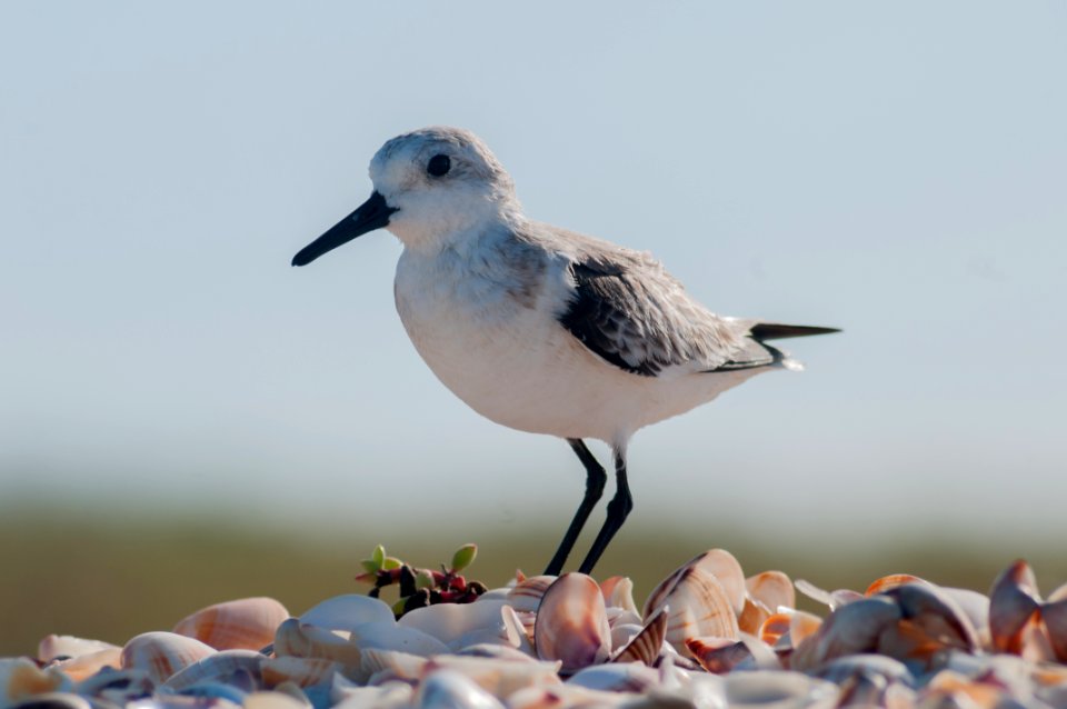 Calidris alba on Margarita island