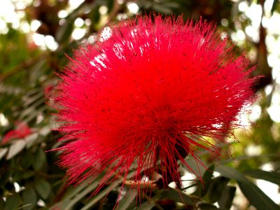 Calliandra haematocephala, 2015-03-13, Phipps Conservatory, 01