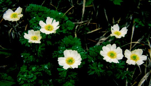 Callianthemum hondoense in Mount Kita 2000-06-26