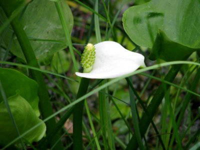 Calla palustris 7864