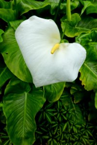 Calla - Glendurgan Garden - Cornwall, England - DSC01952
