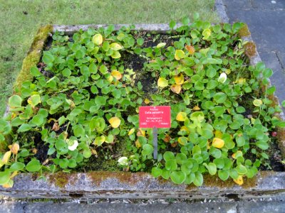 Calla palustris - Botanischer Garten, Frankfurt am Main - DSC02513