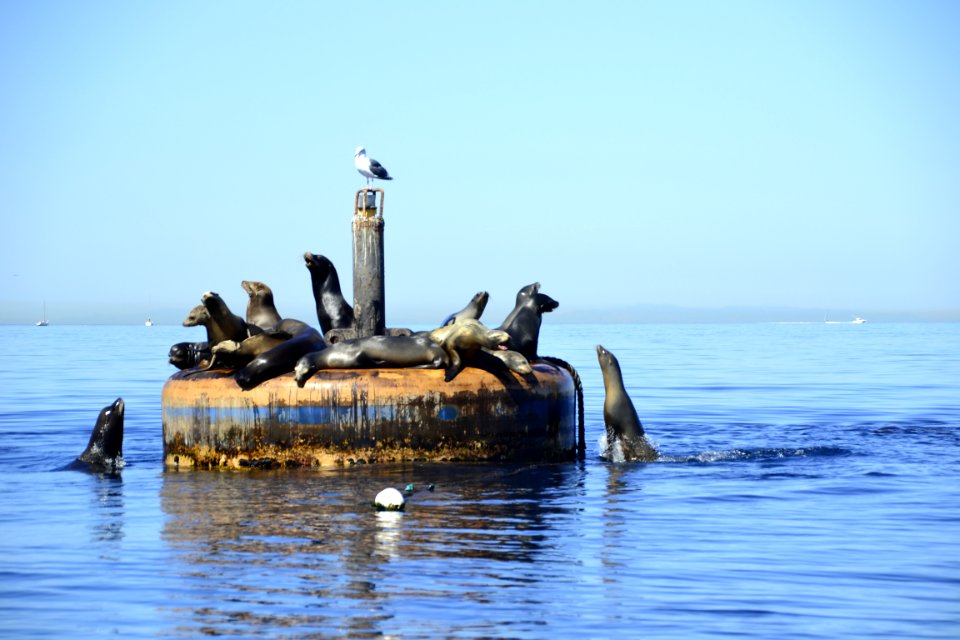 California sea lion (Zalophus californianus) Catalina jumping