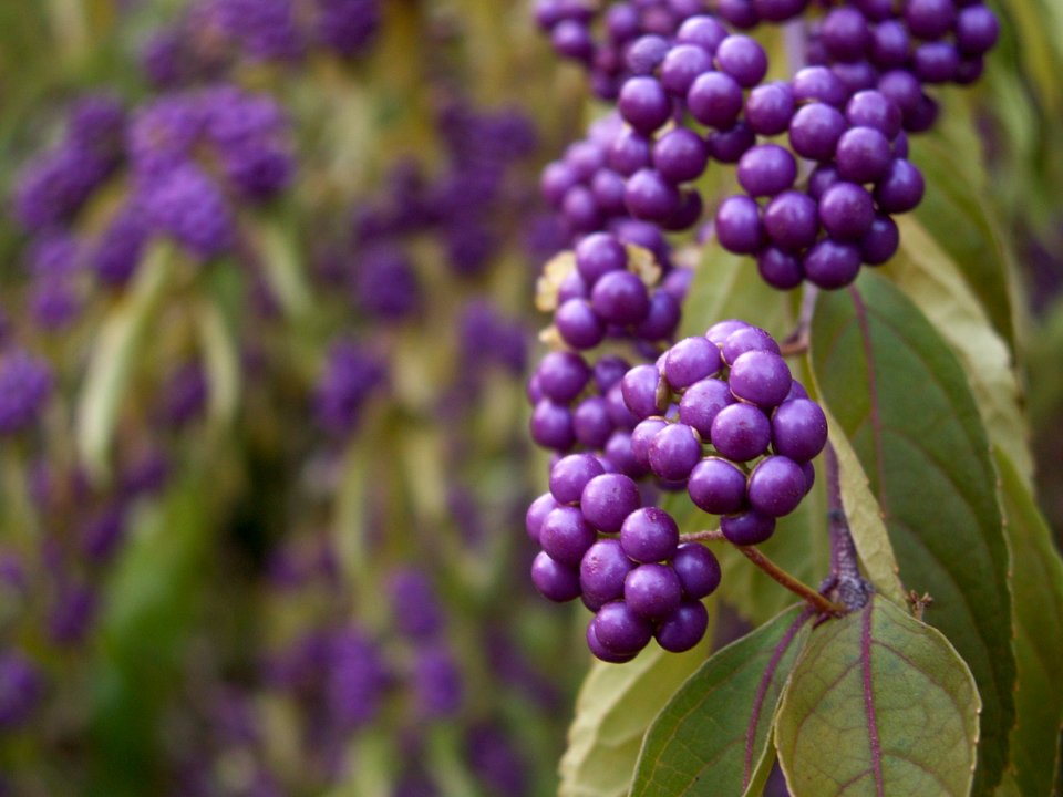 Callicarpa dichotoma Early Amethyst at Phipps Garden Center
