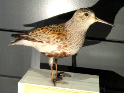 Calidris alpina - Finnish Museum of Natural History - DSC04625