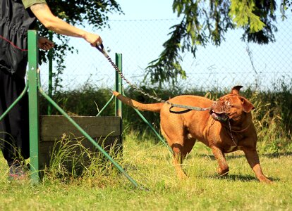 Dog summer nature photo